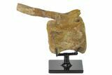 Fossil Hadrosaur (Brachylophosaur) Vertebra - Montana #135462-1